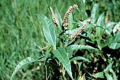 Persicaria senegalensis