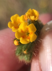 Amsinckia lycopsoides