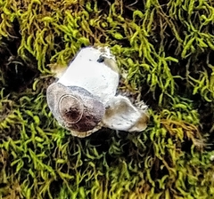 Sulcostomata