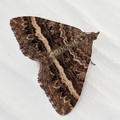 Chrysolarentia vicissata