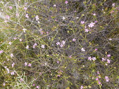 Acmadenia macropetala