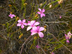 Acmadenia macropetala