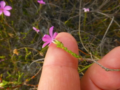 Acmadenia macropetala
