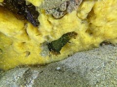Tambja dracomus