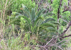 Encephalartos longifolius
