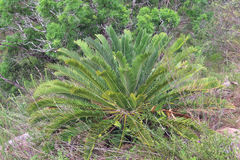 Encephalartos longifolius