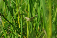 Idaea pallidata