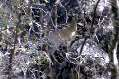 Oreotragus oreotragus stevensoni