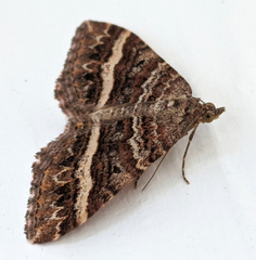 Chrysolarentia vicissata