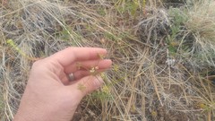 Lomatium bicolor leptocarpum