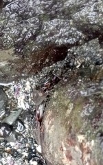 Petrolisthes cinctipes