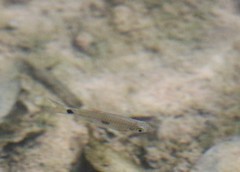 Rasbora elegans