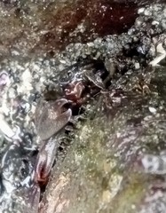 Petrolisthes cinctipes