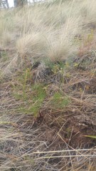 Lomatium bicolor leptocarpum
