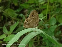 Mycalesis perseoides