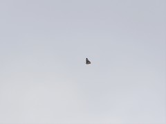 Dysphania glaucescens