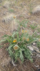 Balsamorhiza serrata