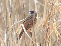 Emberiza cioides