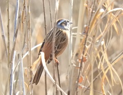 Emberiza cioides