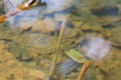 Rasbora elegans