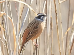 Emberiza cioides