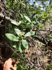 Cadaba fruticosa
