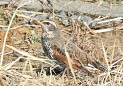 Turdus eunomus