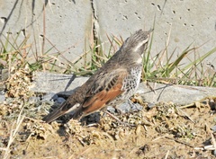 Turdus eunomus