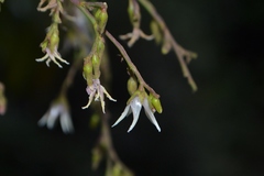 Hopea parviflora
