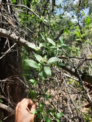 Cadaba fruticosa