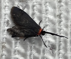 Pollanisus subdolosa
