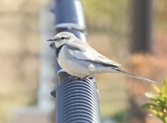 Motacilla alba lugens