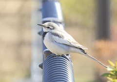 Motacilla alba lugens