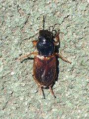 Anisodactylus sanctaecrucis