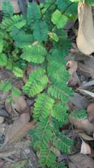 Phyllanthus emblica