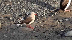 Leucophaeus scoresbii