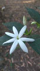 Jasminum nervosum