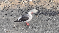 Leucophaeus scoresbii