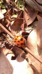 Harmonia octomaculata