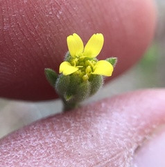 Rigiopappus leptocladus