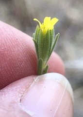 Rigiopappus leptocladus