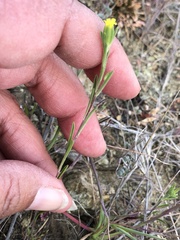 Rigiopappus leptocladus