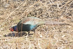 Phasianus versicolor