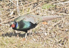 Phasianus versicolor