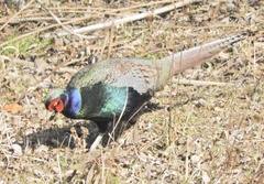 Phasianus versicolor