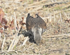 Turdus eunomus