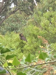 Zanda funerea funerea