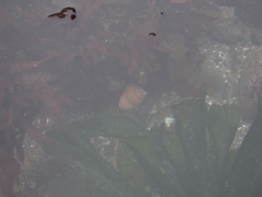 Pagurus granosimanus