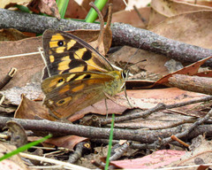 Heteronympha penelope penelope