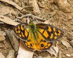 Heteronympha penelope penelope
